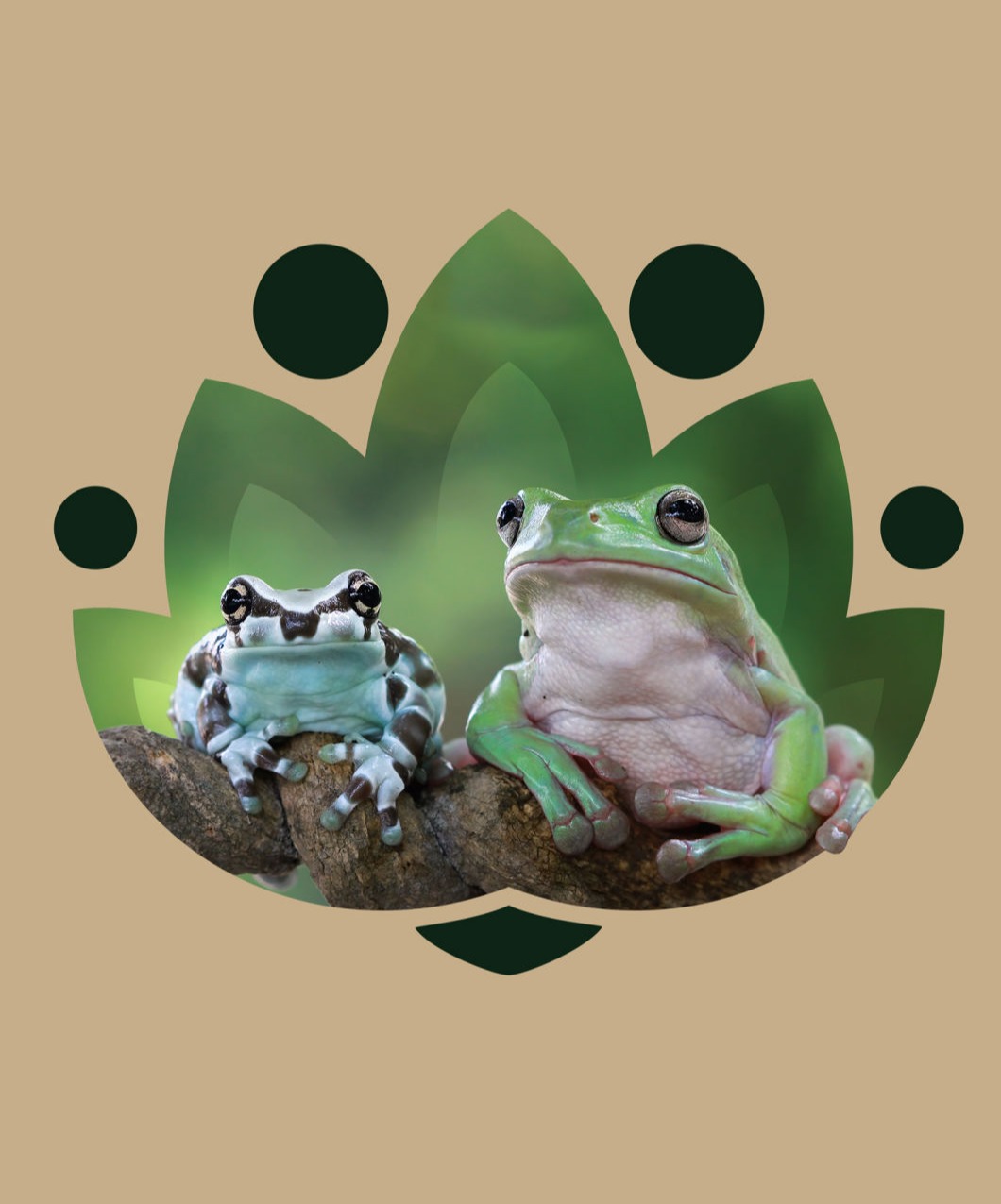 tiny-amazon-milk-frog-dumpy-frog-branch-islandtwig-homepage